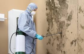 Best Asbestos and Lead Testing During Mold Inspection in Chalfont, PA